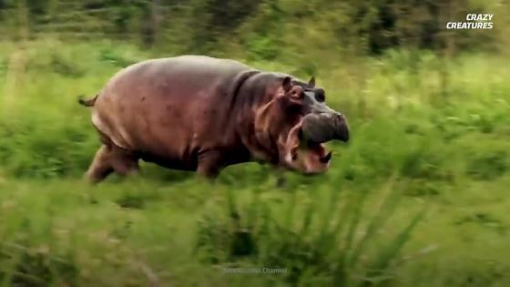 Why scientists say hippo poop can collapse entire river ecosystems