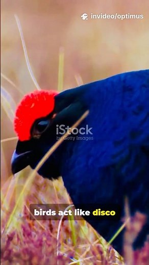 Black Grouse: Origin + Wild Facts!