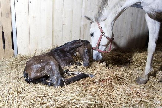 How do Horses Mate? - Horse Reproduction