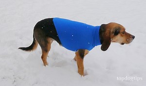 How to Make a Dog Sweater - A DIY Guide