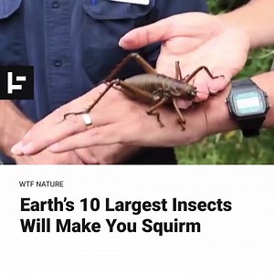 1.7M views · 463 reactions | They’re creepy. They’re crawly. Most importantly, they’re BIG. Meet the 10 largest whoppers from the world of insects. Via INSH | WHAT WE SEEE | Facebook