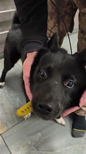 Garmin Alpha LTE Dog Tracker – Real-World Test Coming Soon!