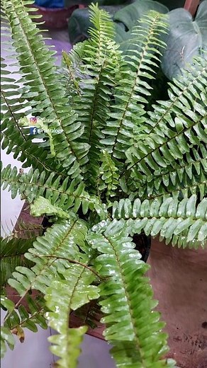 3 Quick Care Tips for Boston Fern Healthy Growth - Boston Fern Care