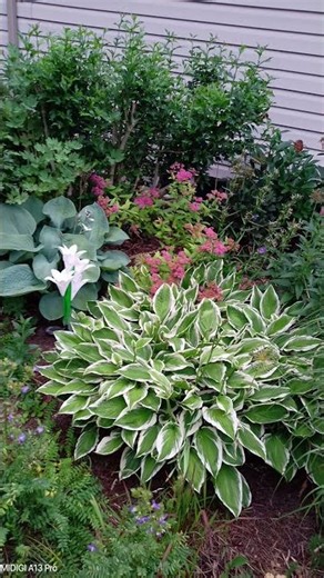 Hosta Gardens 🍀 #garden #gardening #mygarden