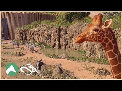 Giraffe & Zebra Habitat | Desert Adventure Park | Planet Zoo