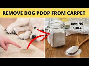 How to get dog poop out of carpet naturally