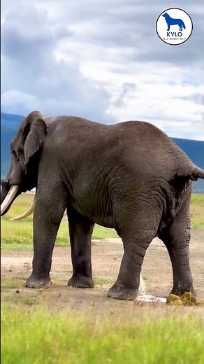 Elephant Caught Pooping in the Wild! | #shorts #shortvideo #animals