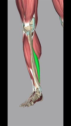 Soleus Muscle: Anatomy, Release Technique, and Pain Relief