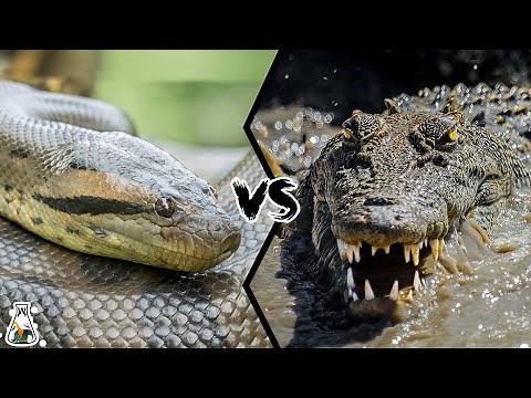 ANACONDA VS CROCODILE - Who is King of the Reptiles?