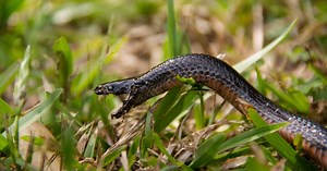 Australie : un serpent très venimeux décrit comme "une arme absolue" trouvé dans une maison