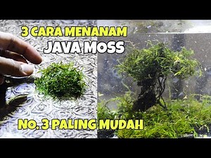 Cara Menanam Moss di Aquascape
