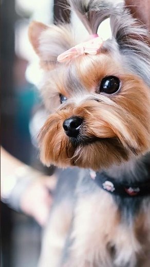 Yorkshire Terrier "Yorkie" | Profiles | THE PET PACT