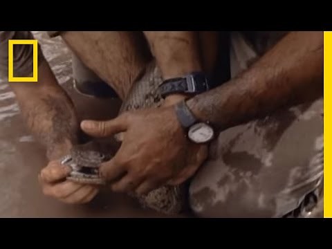 How to Survive an Anaconda Bite | National Geographic