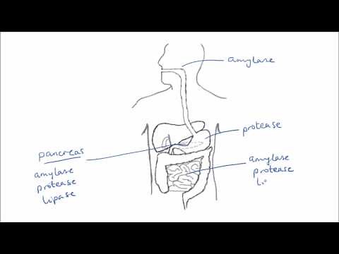 Enzymes In Digestion | GCSE Science | Biology | Get To Know Science