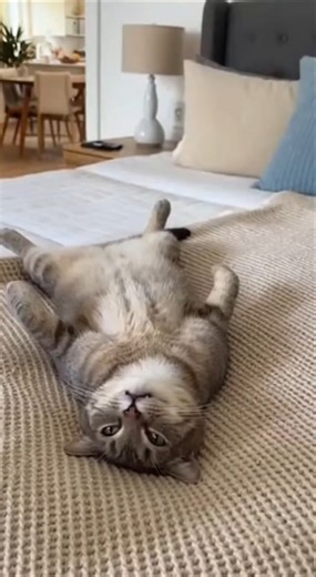 Sleepy Cat + Brave Mouse = Dinner Table Disaster! #peteight #funnycatvideo #aianimation