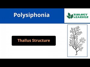 Thallus Structure of Polysiphonia । Bsc 1st year