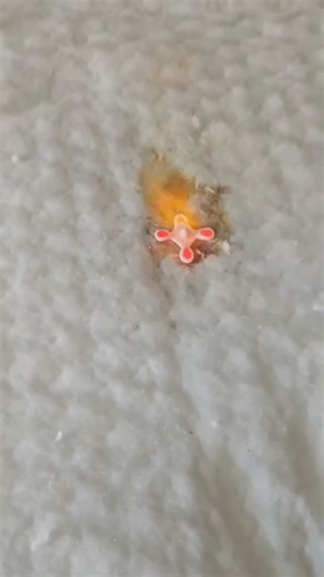 Silver clay gets a bad rep for being “too expensive”… but @veter.atelier breaks the myth perfectly. When you look past the price tag and consider what it replaces — a full bench setup, casting costs, heavy tools, and a steep learning curve — it suddenly makes a lot more sense. The freedom to shape real silver from home… The ability to finish a piece in an afternoon… And the creativity of working directly with your hands… That’s something traditional silversmithing can’t always offer. Not the che