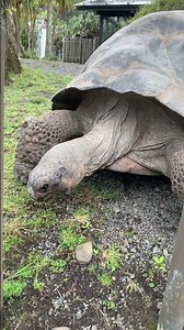 Where Zoo Animals come from🦒 Educational Shorts for Kids🐒