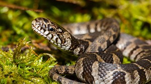 Indiana Garden Snakes: Identifying the Most Common Snakes in Your Garden