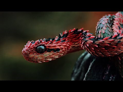 Snake Sounds | High Quality Snake Sound Effect