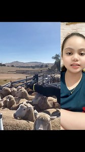 16K views · 118 reactions | Watch this herding dog in action—so agile...