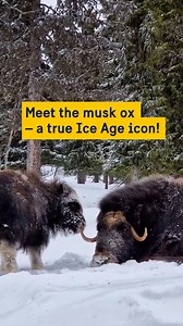 Meet the musk ox – survivor from the Ice Age! ❄️ Have you ever heard of the musk ox? This incredible Arctic mammal has roamed the northern hemisphere since before the Ice Age! With its thick, fluffy coat and majestic presence, it’s built to withstand the harshest winters 🥶 (and is also quite cute). 😍 Once widespread, musk oxen have disappeared from many regions over time. In Sweden, the only wild herd traces its origins back to the 1970s, when a few individuals crossed the border from Norway.