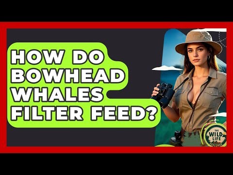 How Do Bowhead Whales Filter Feed? - The Wild Life Explorer