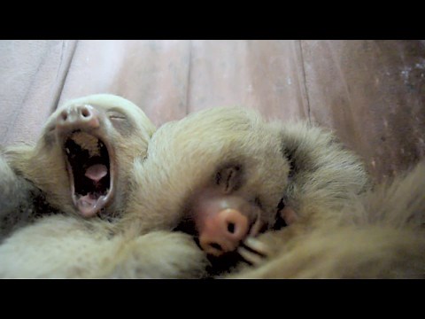 Saving the Sloths Takes a Village