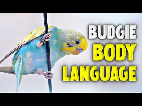 Budgie Body Language