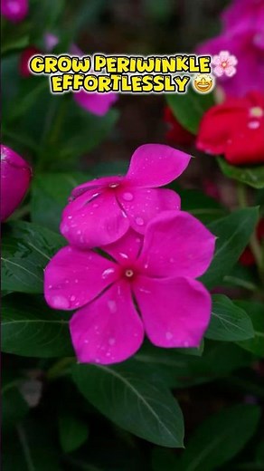 The Easiest Way to Grow Periwinkle Plants🪴🥰