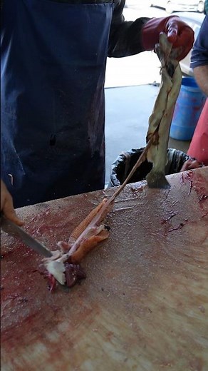 How to Fillet a TROUT Without Wasting Meat