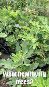 Drip Irrigation for Fig Trees #fig #figtree #figboss #gardeningtips #fruittrees