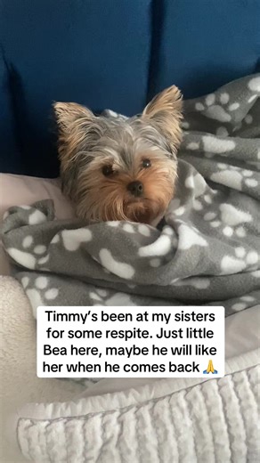 Adorable Yorkshire Terrier Interactions at Home