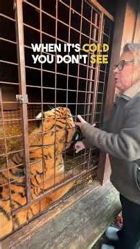 What's in there? #tiger #lion #box #normandy #tigercaress