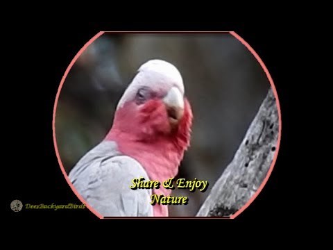 38~Bird Calls/Songs/Sounds~Australian Galah~Australian Backyard Garden Birds Singing