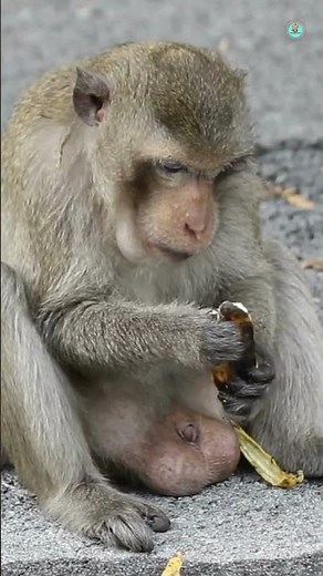 Life of Baboons: Following Africa's Smartest Monkeys