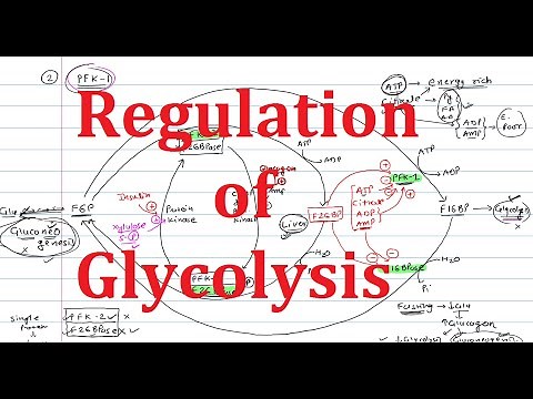 5. Glycolysis Regulation : Explained Simply | Hexokinase, Phosphofructokinase (PFK), Pyruvate Kinase