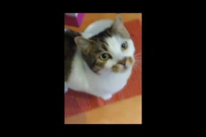 23K views · 328 reactions | FAN VIDEO! "My cat tried to be the voice of The Walking Pet!" We love receiving your videos :) thank you! Play iOS --> https://itunes.apple.com/app/the-walking-pet/id1021592731 Play Android --> https://play.google.com/store/apps/details?id=com.ketchapp.thewalkingpet | Ketchapp | Facebook