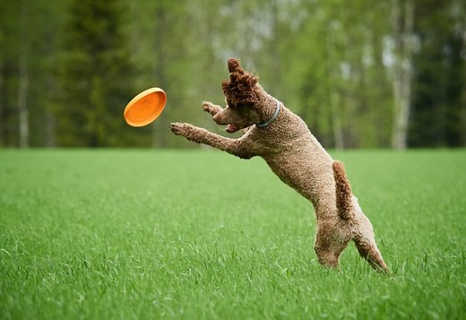 The Best Toys For Poodles: A Helpful Guide With Pictures - Poodle Report