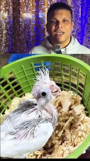 Hand-Feeding Baby Cockatiels 101 🐥💛 #birds #breedingpair #birdcages #parrot