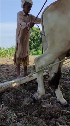 Ploughing With Bulls Power