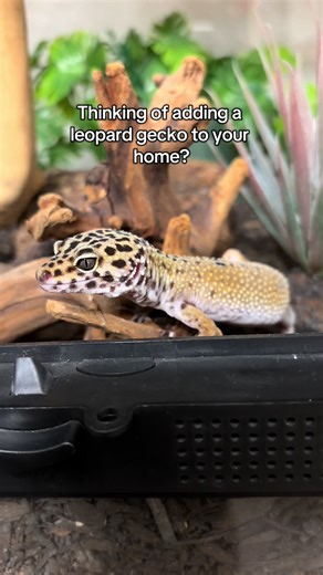 ✨ Leopard Gecko Care Guide for Beginners ✨ Everything you actually need to know to keep your leo happy, healthy, and thriving. From heating and humidity to diet, enrichment, and ethical reptile keeping—this is your step-by-step guide. 🦎💛