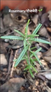 Rosemary Plant Care Tips for Beginners🌱 #geetsdiaries