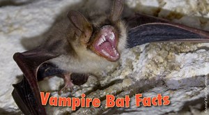 Vampire Bat Facts, Pictures, Information & Video