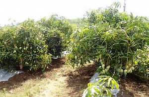 Cultivation of mango in Ultra High Density Plantation