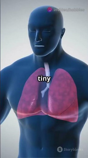 How your Lungs Work 🫁
