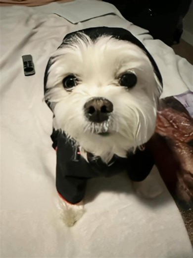 18K views · 1.4K reactions | Rainy days call for extra sass — and a full raincoat runway moment! ☔ Because this lil diva pup doesn’t do frizz, puddles, or wet paws… only style and sparkle. ✨ #LilHopeyB #StayPawsitive #RainRainGoAway #DogFashionista #PupInStyle #MarshmellowBabysPawsForHelp ©️ Lil Hopey B & Furangel Mellow B 2025 | Hopey B | Facebook