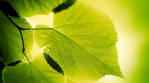 Explainer: How photosynthesis works