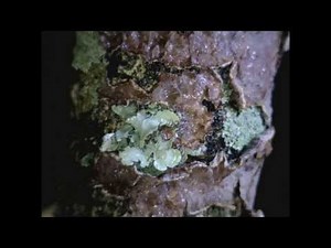 Lichens responding to water - Timelapse Video