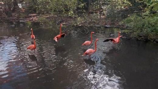 We moved the American flamingos from the Children’s Zoo to the Aquatic Bird House to join the flock there in heated quarters for the winter. The flamingos’ long legs and necks and broad wingspan can make handling them tricky. Our staff demonstrates patience and skill both in catching and carrying the birds. The flamingos will be back on the Children’s Zoo marsh next spring. | Bronx Zoo